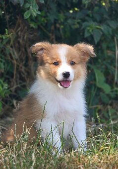 Austrálsky ovčiak × Border collie, borderka, border kólia - 15