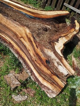 Orechove solitérne fosne na zaliatie živicou - 15