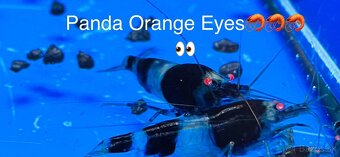 TOP PREMIUM Krevety, Akva machy, PREMIUM RED BOA - TRENCIN - 15