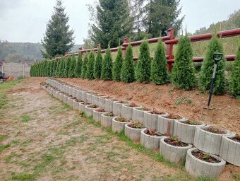 Tuja Smaragd, vavrínovec, červienka, gaštan - Poprad - 15