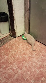 Darujem mačky a kocurikov - 15