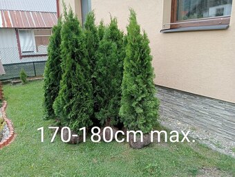 Tuja Smaragd, vavrínovec, červienka - Košice - 15