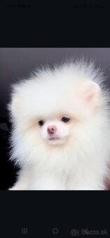 Pomeranian - 15