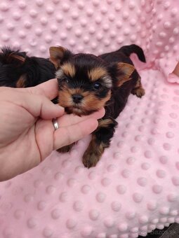 Yorkshire terrier - 15