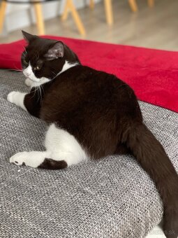 Britské mačiatka - 15