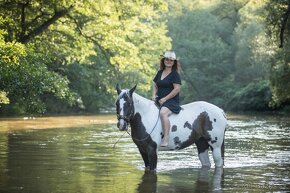 luxusní PAINT HORSE PLEMENÍK, DOUBLE HOMOZYGOT, import - 15