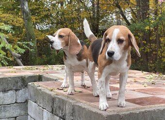Bigel, bigl, beagle s PP - 15