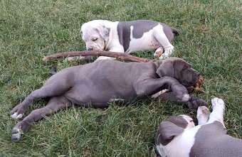 American bully XL, Americký stafordsirsky terier - 15
