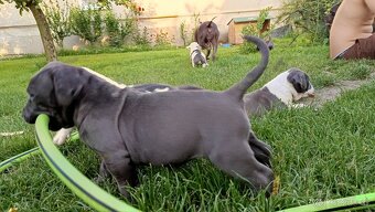 Americký stafordsirsky terier, american bully XL - 15