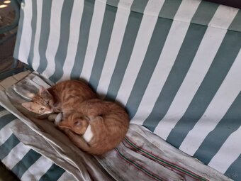 Darujem mačičky - 15