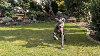 Německá doga modrá s PP Euphorie Blue HH - 15