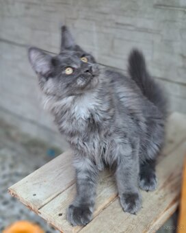 Maine coon,  mainska  mývalia s PP - 15