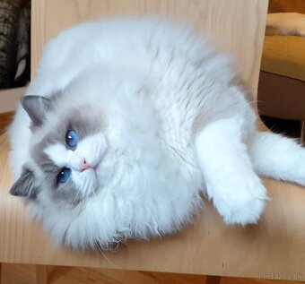 Ragdoll kocourek do chovu - 15