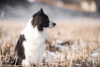 Border Kólia s PP - plánovaný vrh - šteniatka - 15