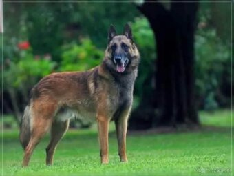 Belgický ovčiak Malinois ,,G” vrh - 15