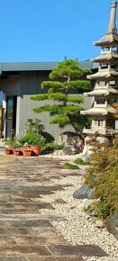 Záhradné bonsaje NIWAKI Pinus nigra - 15