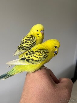 Andulka Maznačik - 15