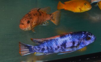 AFRICKÉ CICHLIDY dovoz 9.11 RK-BB - 15