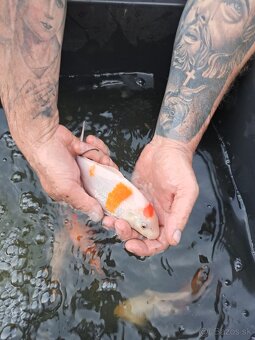 koi kapre - 15