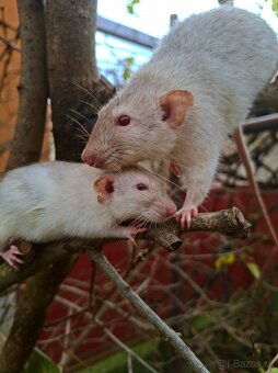 Predám potkanika Dumbo - 15