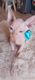 Kanadský sphynx - 15