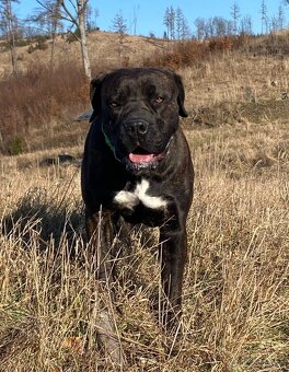 Boerboel štěňata FCI PP - 15