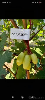 Predám sadenice viniča - 15