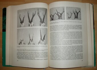 Srnčí zvěř - 15
