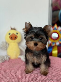 Yorkshire Terrier, Mini Yorkshire, yorki, jorksir - 15