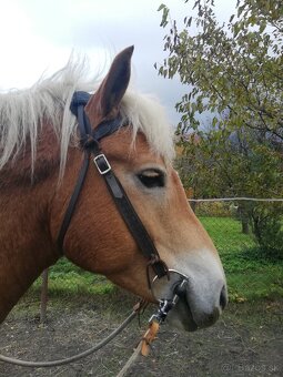 Predám jazdecké potreby - 15