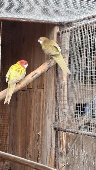 Papagaje rozely - 15