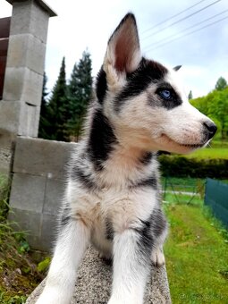 Sibirsky husky hasky - 15