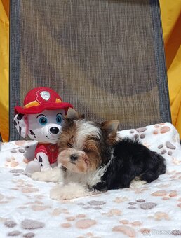 Yorkshire terrier - 15