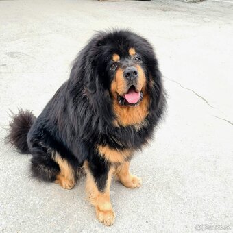 Tibetská doga - šteniatka s PP - 15