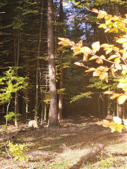 Vymením 3,8 ha lesného pozemku za ornú pôdu - 15