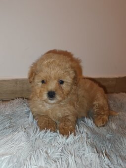 Toy Maltipoo - 15
