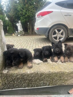 Nemecky ovčiak šteniatka - 15