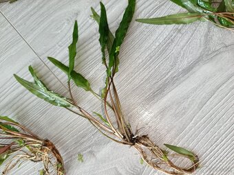 Akvarijné rastliny - 15