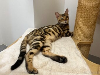Bengalska mačka - 15