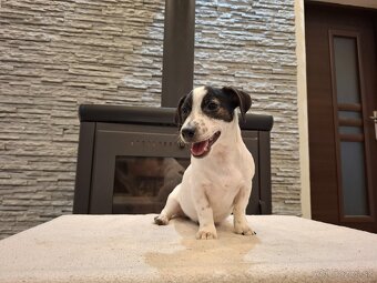 Jack russel terier - 15