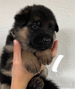 Šteniatka nemeckého ovčiaka typu Rex s PP - 15