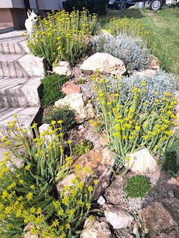 PREDAJ- rodinný dom v obci Cífer - 15