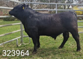 Plemenný býk Aberdeen Angus - vakcinovaný na Bluetongue - 15