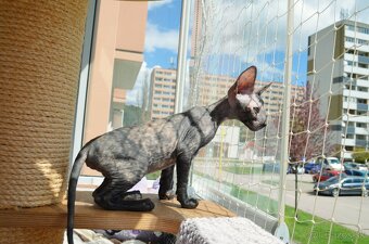 Cornish rex s PP - 15