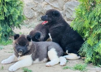 Americká Akita - 15