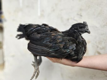 Ayam cemani - 15