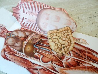 Starožitné lékařské/léčitelské knihy Nové domácí léčení - 15