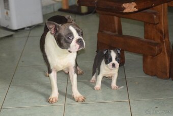 bostonský teriér s PP - modrý pejsek+ modrá holčička - 15