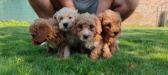 Maltipoo Cavapoo GoldenDoodle - 15