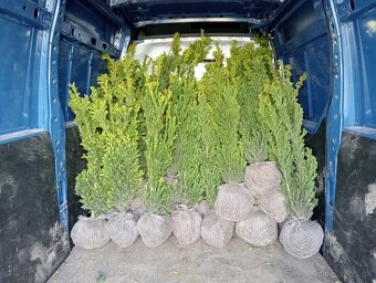 Tis, Taxus, červienka tuja-Nitra a okolie - 15